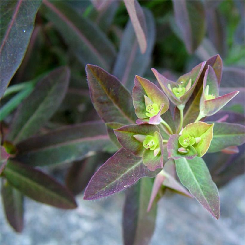 Euphorbia dulcis Chameleon (Feuillage)