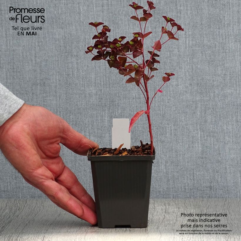 Spécimen de Euphorbia dulcis Chameleon Godet de 8 cm tel que livré au printemps
