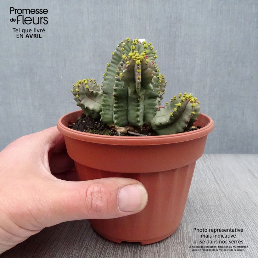 Spécimen de Euphorbia fruticosa Inermis Pot de 13 cm tel que livré au printemps