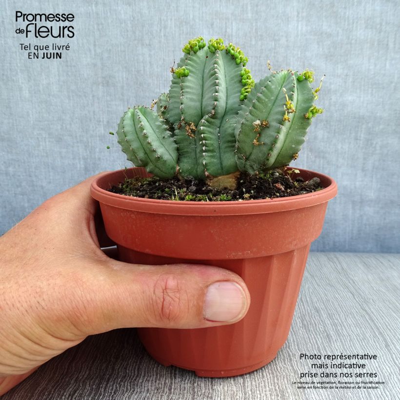 Spécimen de Euphorbia fruticosa Inermis Pot de 12 cm / 13 cm tel que livré en été