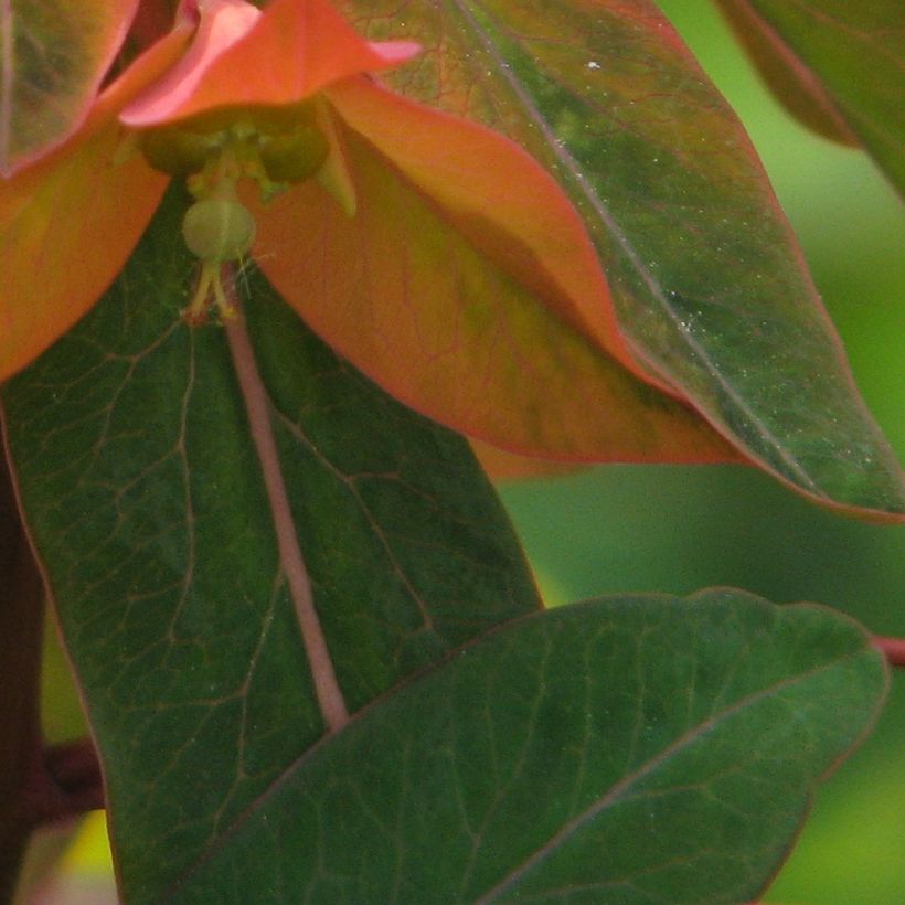 Euphorbia griffithii - Euphorbe de Griffith (Feuillage)