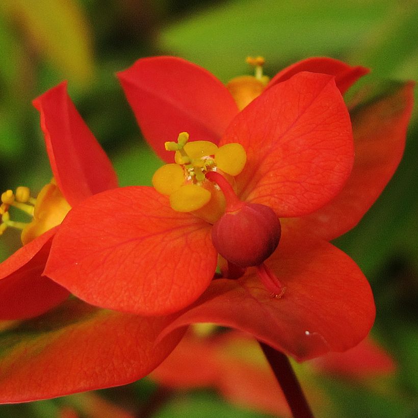 Euphorbia griffithii - Euphorbe de Griffith (Floraison)