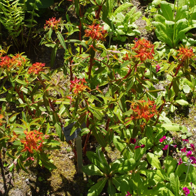 Euphorbia griffithii - Euphorbe de Griffith (Port)