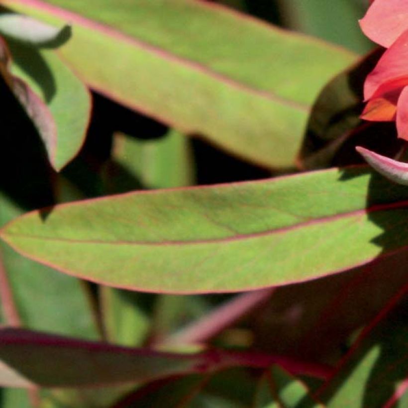 Euphorbia griffithii Fireglow - Euphorbe orange (Feuillage)