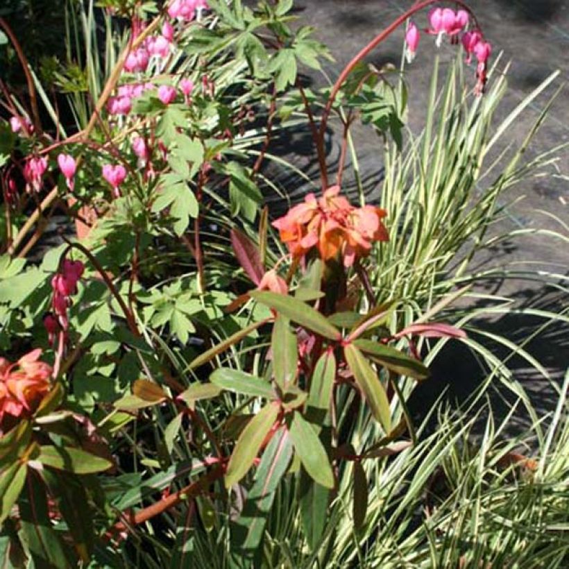 Euphorbia griffithii Fireglow - Euphorbe orange (Port)