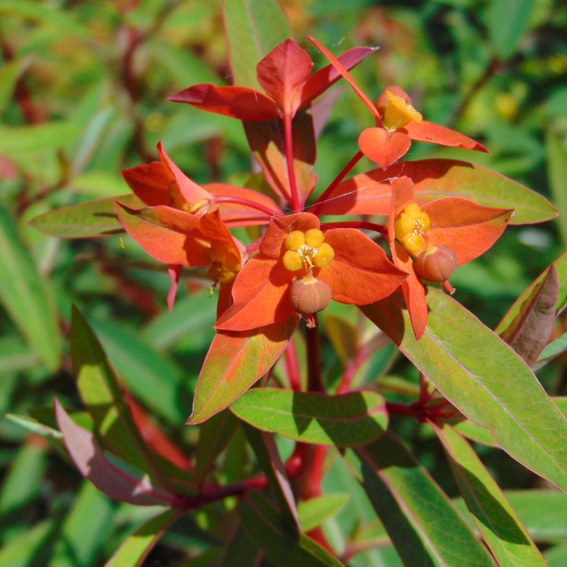 Euphorbia griffithii Fireglow - Euphorbe orange (Floraison)