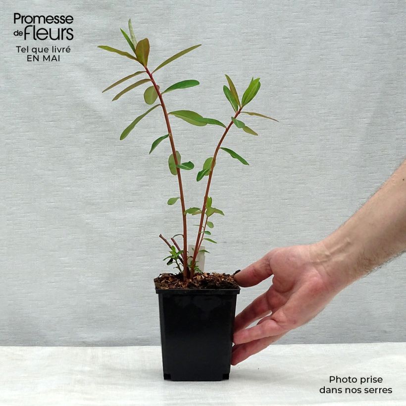 Spécimen de Euphorbia griffithii Fireglow - Euphorbe orange Godet de 9cm tel que livré au printemps
