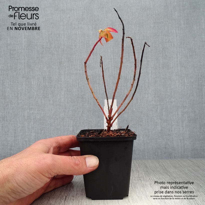 Spécimen de Euphorbia griffithii Fireglow - Euphorbe orange Godet de 8/9 cm tel que livré en automne