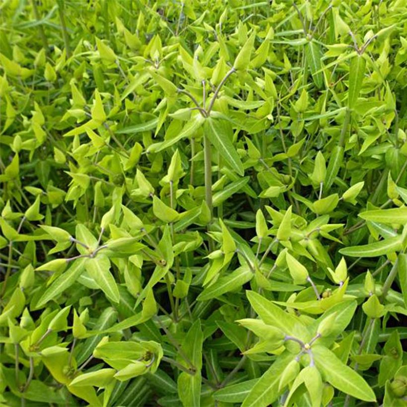 Euphorbia lathyris - Euphorbe des Jardins (Feuillage)