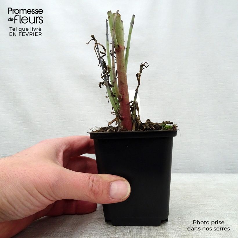 Spécimen de Euphorbia lathyris - Euphorbe des Jardins tel que livré en hiver