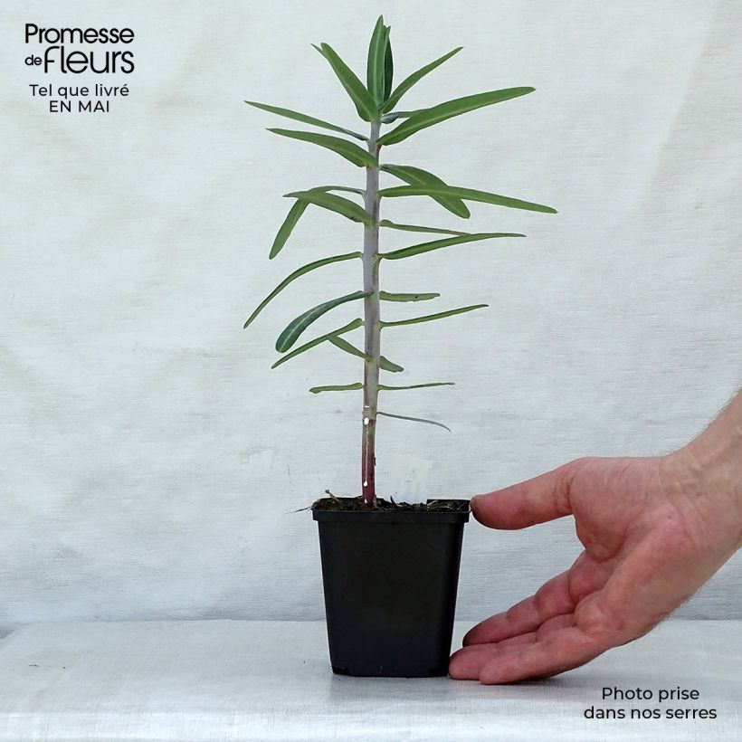 Spécimen de Euphorbia lathyris - Euphorbe des Jardins Godet de 9cm tel que livré au printemps