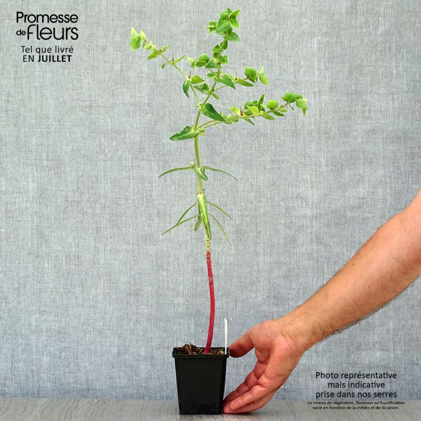 Spécimen de Euphorbia lathyris - Euphorbe des Jardins Godet de 8/9 cm tel que livré en été
