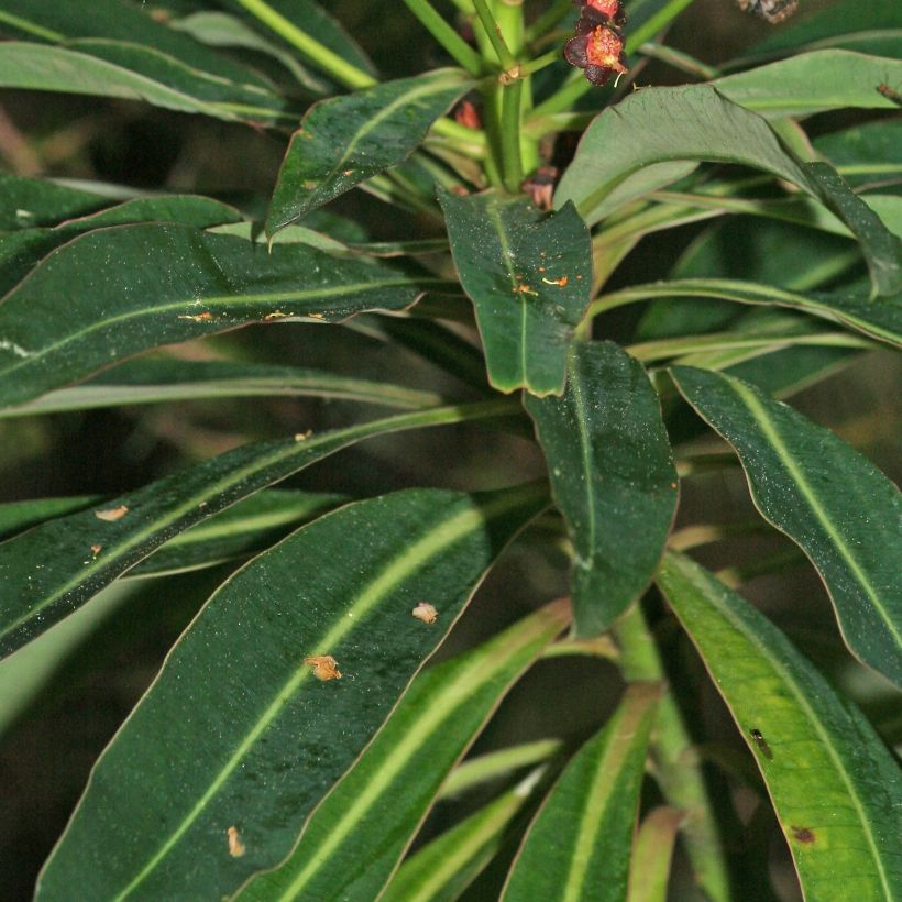 Euphorbe mellifère - Euphorbia mellifera (Feuillage)