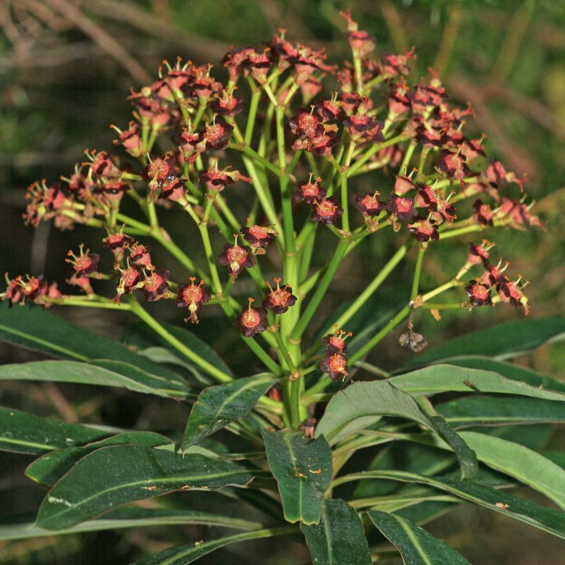 Euphorbe mellifère - Euphorbia mellifera (Floraison)