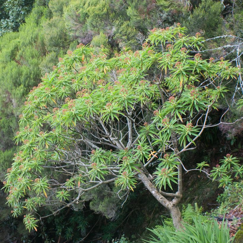 Euphorbe mellifère - Euphorbia mellifera (Port)