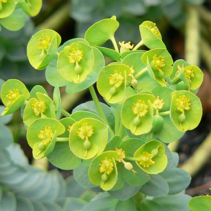 Euphorbia myrsinites - Euphorbe de Corse (Floraison)