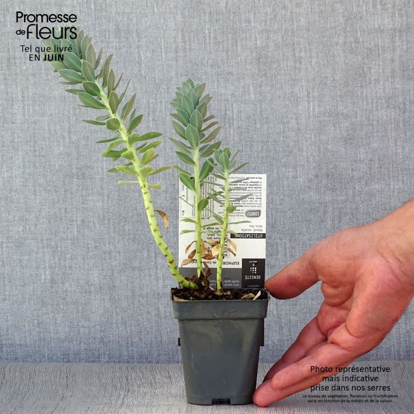 Spécimen de Euphorbia myrsinites - Euphorbe de Corse Godet de 8/9 cm tel que livré en été
