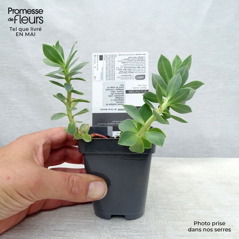 Spécimen de Euphorbia myrsinites - Euphorbe de Corse en godet de 8 cm tel que livré au printemps