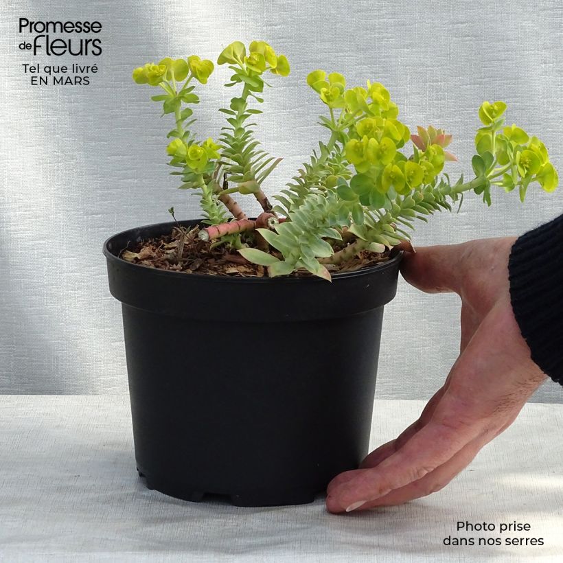 Spécimen de Euphorbia myrsinites - Euphorbe de Corse en pot de 2L/3L tel que livré au printemps