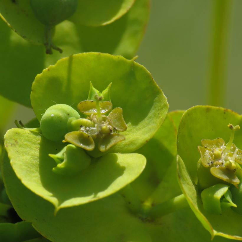 Euphorbe, Euphorbia nicaeensis (Floraison)