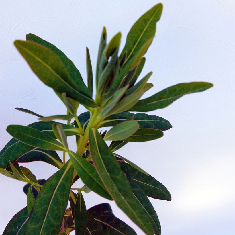 Euphorbia palustris - Euphorbe des marais (Feuillage)