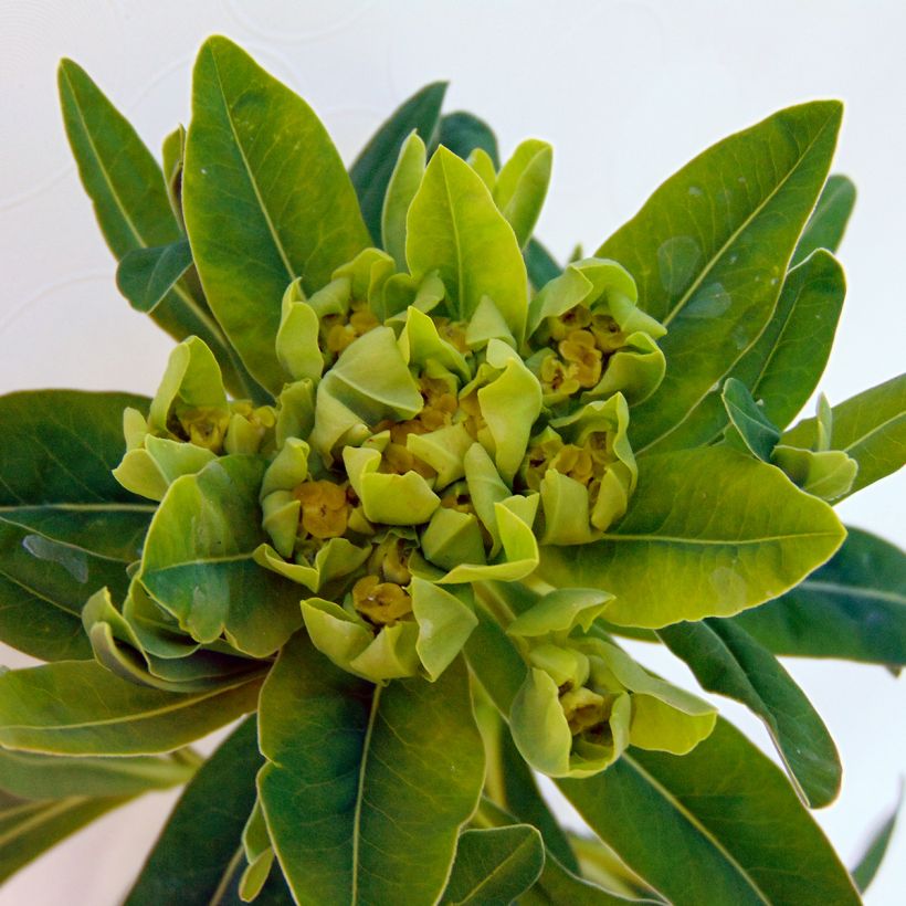 Euphorbia palustris - Euphorbe des marais (Floraison)