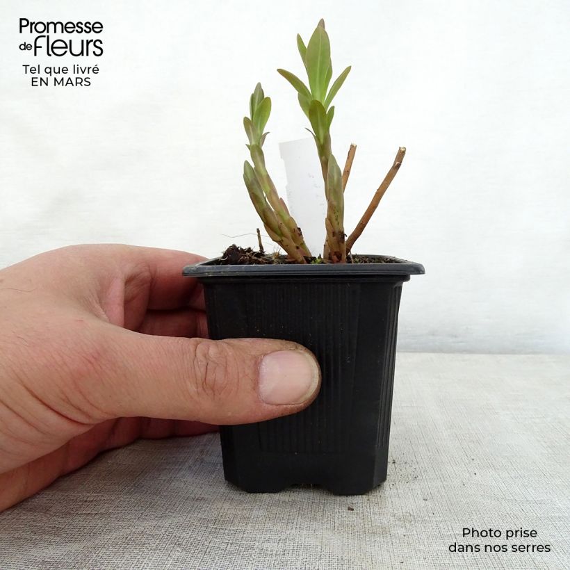 Spécimen de Euphorbia palustris - Euphorbe des marais Godet de 8/9cm tel que livré au printemps