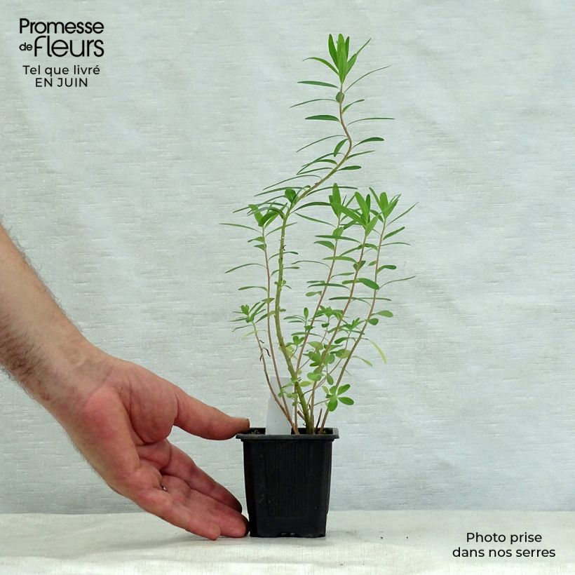 Spécimen de Euphorbia palustris - Euphorbe des marais Godet de 8/9 cm tel que livré en été