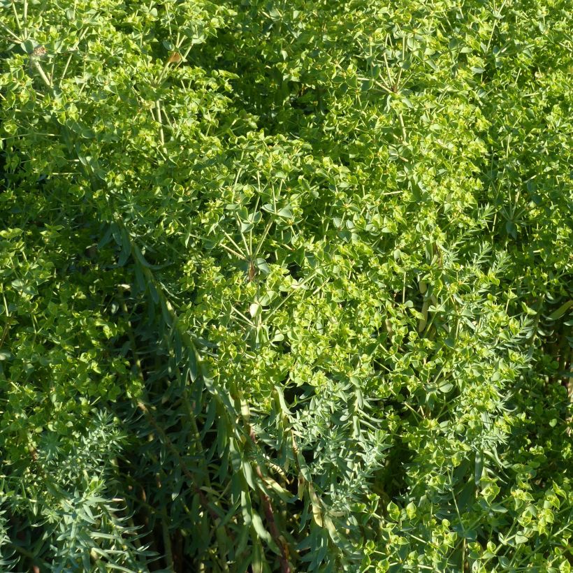 Euphorbia pithyusa Ponte Leccia - Euphorbe des Baléares (Floraison)