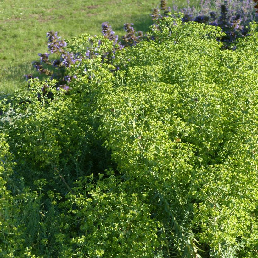 Euphorbia pithyusa Ponte Leccia - Euphorbe des Baléares (Port)