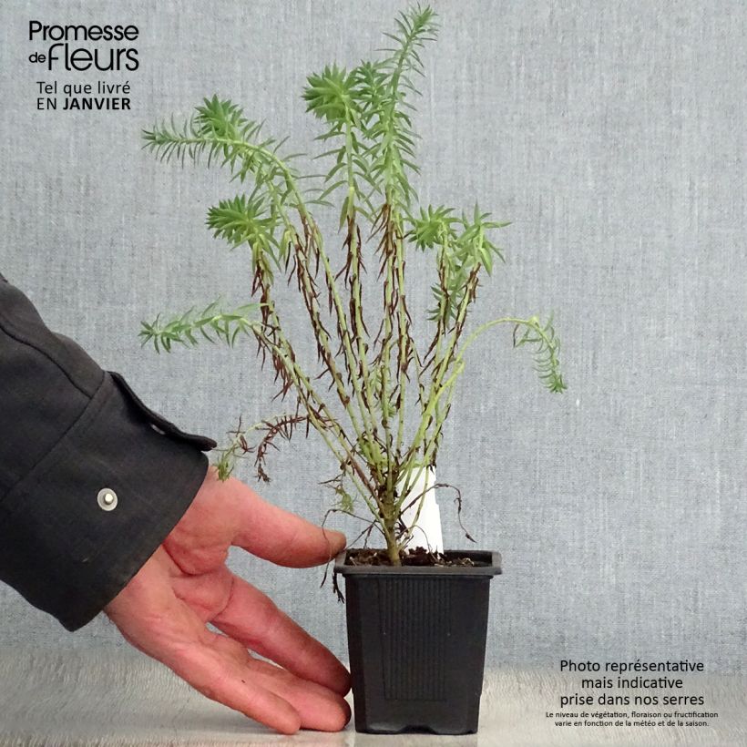 Spécimen de Euphorbia pithyusa Ponte Leccia - Euphorbe des Baléares tel que livré en hiver