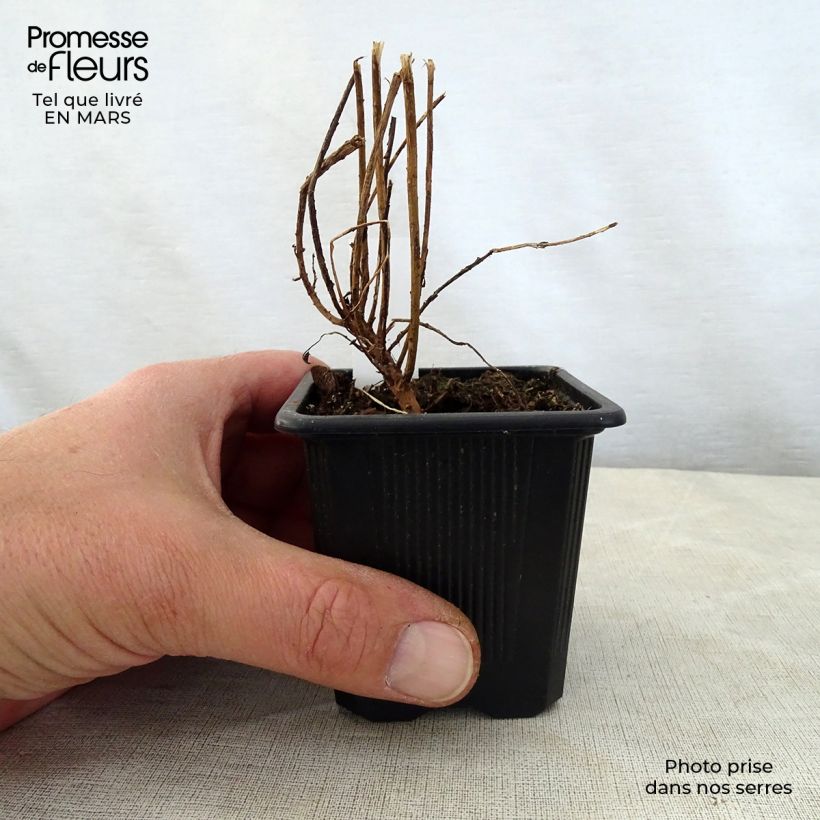 Spécimen de Euphorbia pithyusa Ponte Leccia - Euphorbe des Baléares Godet de 8/9 cm tel que livré au printemps