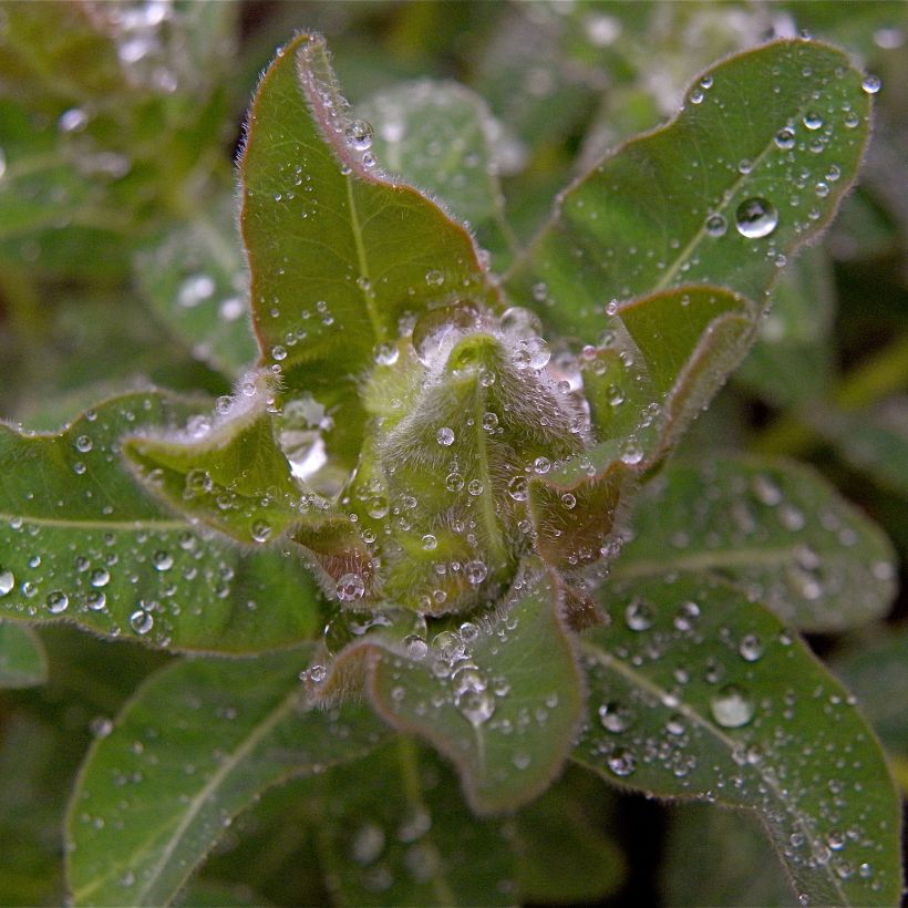 Euphorbia polychroma - Euphorbe polychrome (Feuillage)