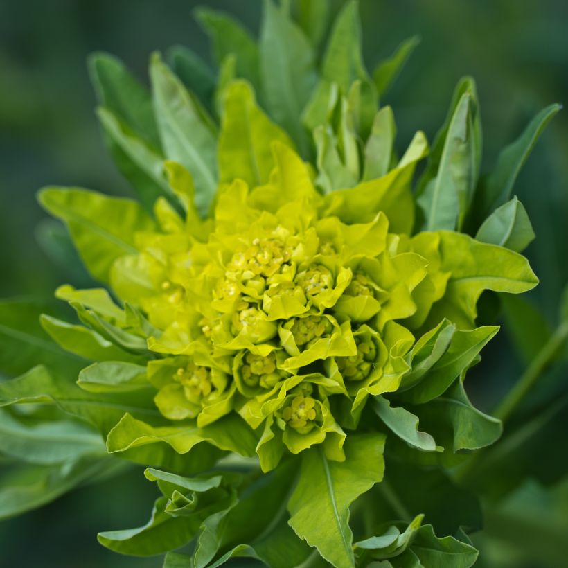 Euphorbia polychroma - Euphorbe polychrome (Floraison)