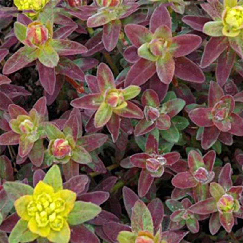 Euphorbia polychroma Bonfire - Euphorbe polychrome (Feuillage)