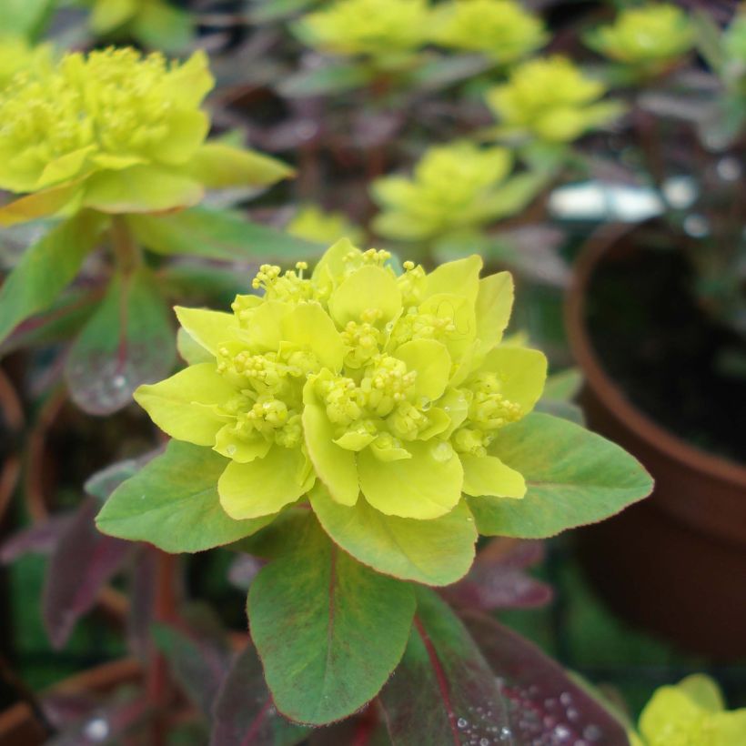 Euphorbia polychroma Bonfire - Euphorbe polychrome (Floraison)