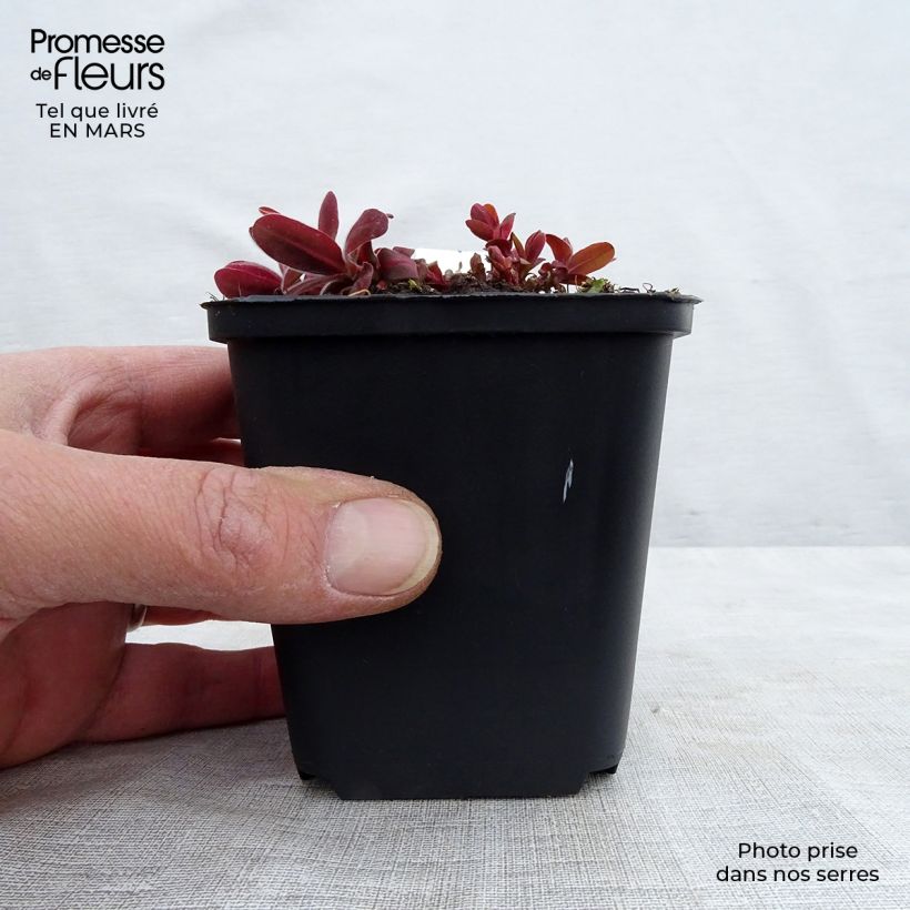 Spécimen de Euphorbia polychroma Bonfire - Euphorbe polychrome Godet de 8/9 cm tel que livré au printemps