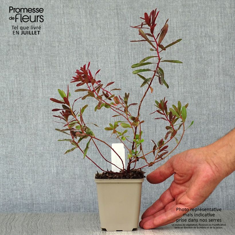 Spécimen de Euphorbia polychroma Bonfire - Euphorbe polychrome Godet de 8/9 cm tel que livré en été