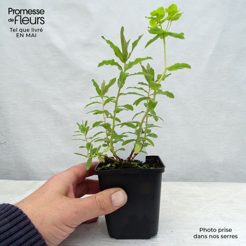 Spécimen de Euphorbia polychroma - Euphorbe polychrome tel que livré au printemps