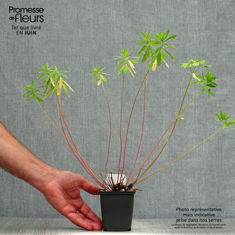 Spécimen de Euphorbia polychroma - Euphorbe polychrome Godet de 8/9 cm tel que livré en été