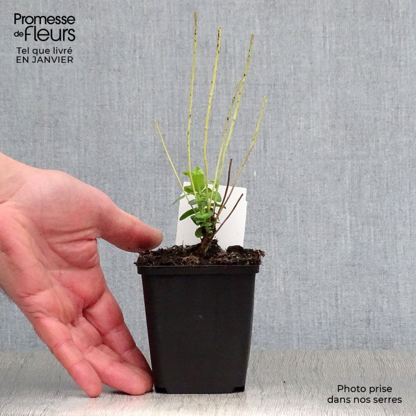 Spécimen de Euphorbia polychroma - Euphorbe polychrome tel que livré en hiver