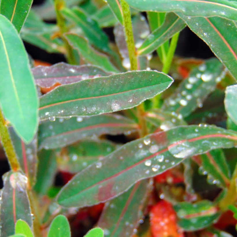 Euphorbia polychroma Purpurea - Euphorbe polychrome (Feuillage)