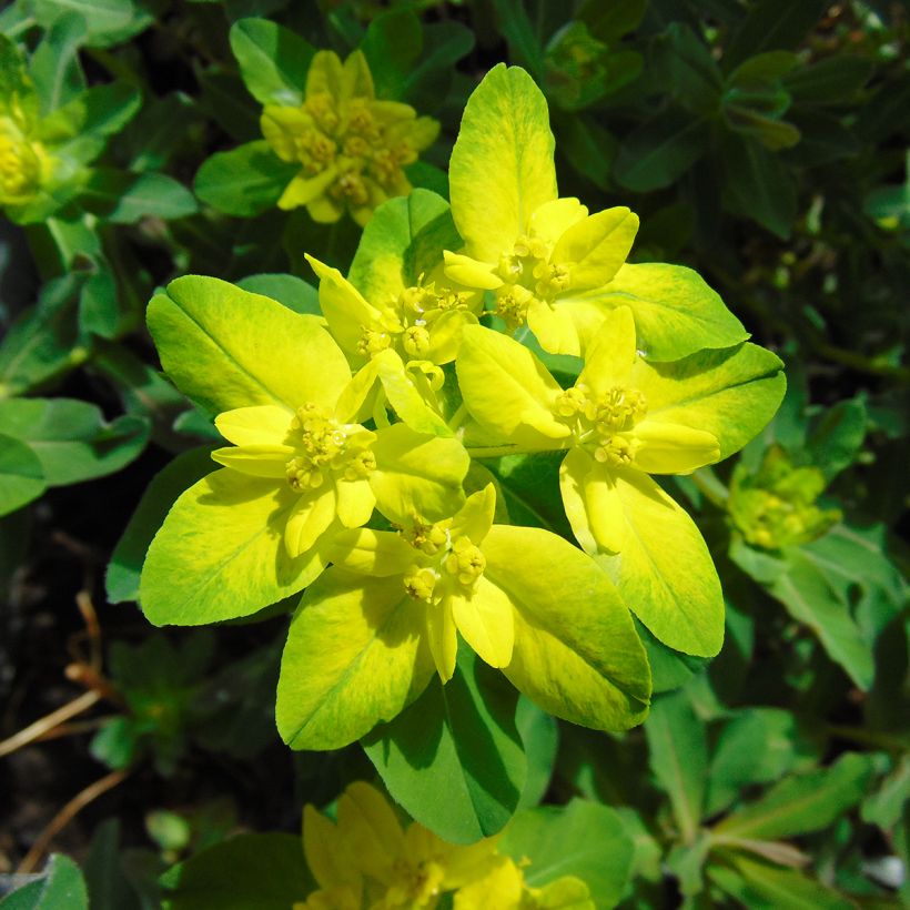 Euphorbia polychroma Purpurea - Euphorbe polychrome (Floraison)