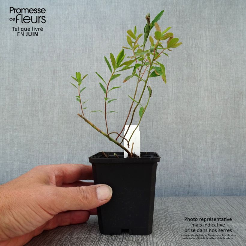 Spécimen de Euphorbia polychroma Purpurea - Euphorbe polychrome Godet de 8/9 cm tel que livré en été