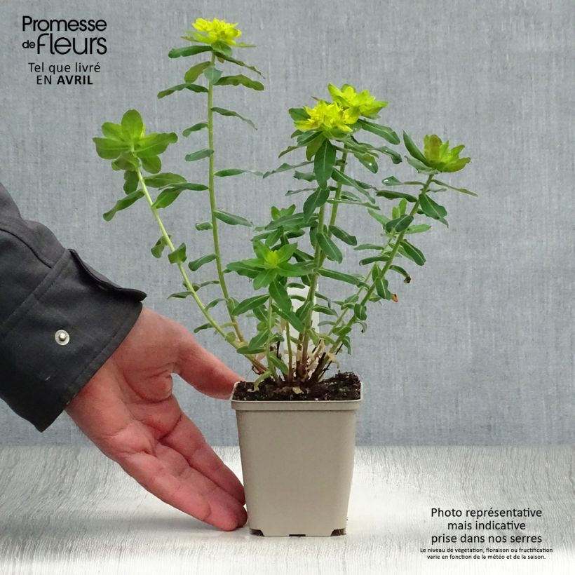 Spécimen de Euphorbia polychroma Purpurea - Euphorbe polychrome Godet de 9cm tel que livré au printemps
