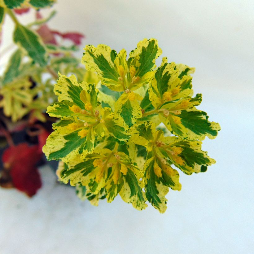 Euphorbia polychroma Variegata - Euphorbe polychrome (Floraison)