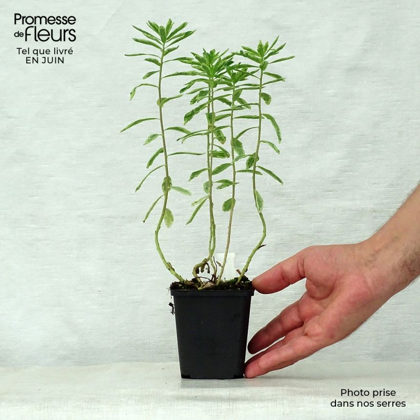 Spécimen de Euphorbia polychroma Variegata - Euphorbe polychrome Godet de 8/9 cm tel que livré en été