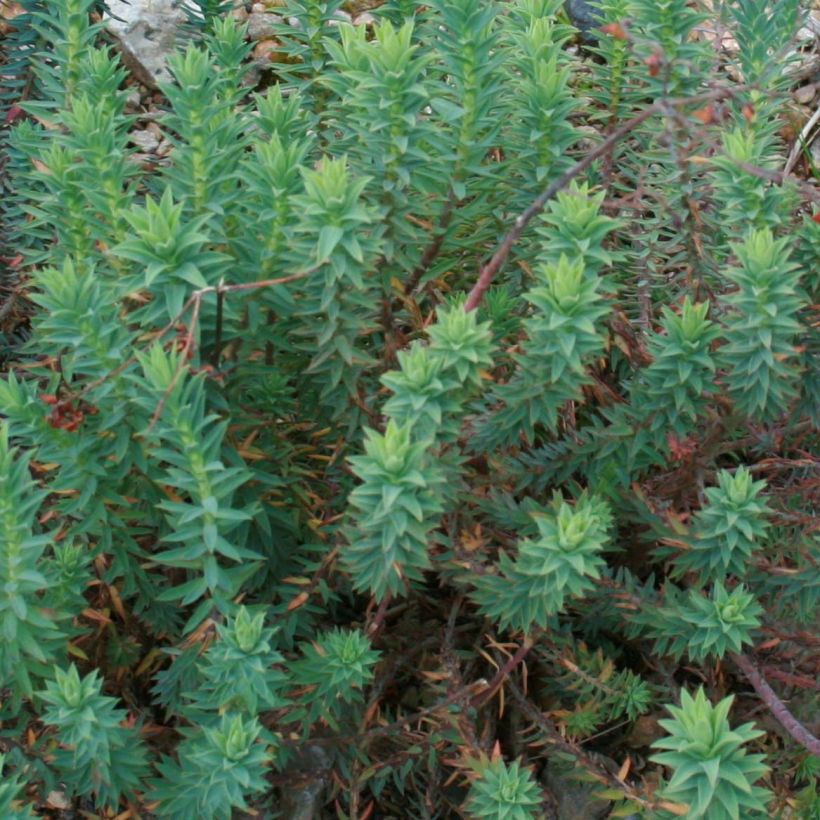 Euphorbia pythiusa - Euphorbe des Baléares. (Feuillage)