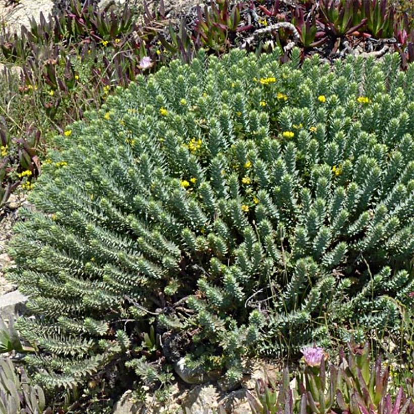 Euphorbia pythiusa - Euphorbe des Baléares. (Port)