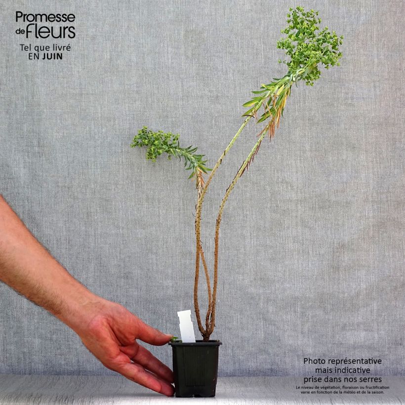 Spécimen de Euphorbia pythiusa - Euphorbe des Baléares. Godet de 8/9 cm tel que livré en été